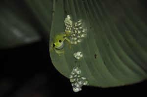 This male is both calling and attending eggs and embryos from previous matings.