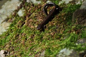hybrid salamander
