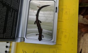 Red-backed Salamander getting weighed in