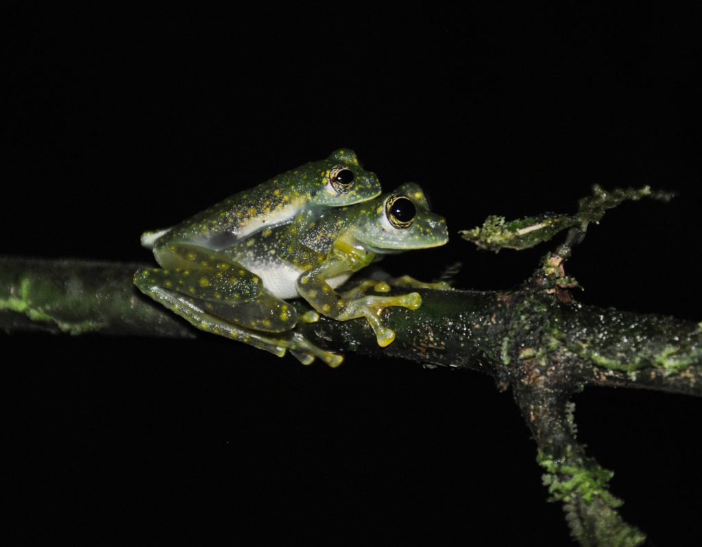 Sachatamia albomaculata in amplexus at the Costa Rican Amphibian Research Center (2017)