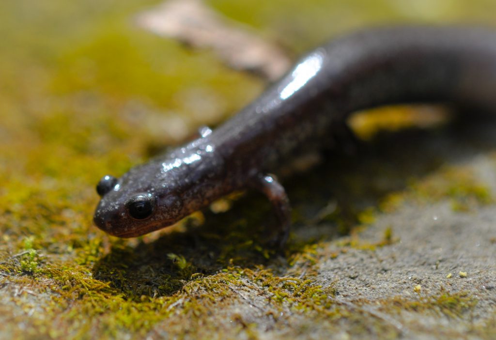 Adult female Plethodon electromorphus.