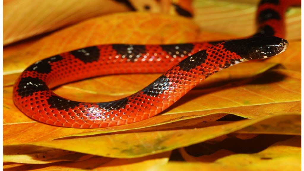 Erythrolamprus ocellatus in life. Photo by Stephen L.S. Smith, taken on 28 July 2010 in Runnemeade, Tobago,West Indies.