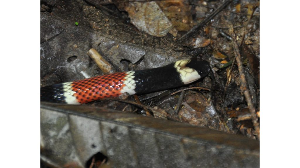 (Micrurus nigrocinctus, Reserva Ecologica Bijagual, Costa Rica, photograph by the author)