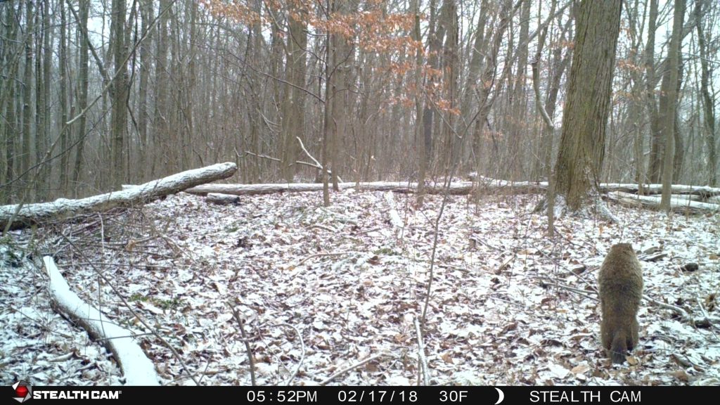 Woodchuck having a look around