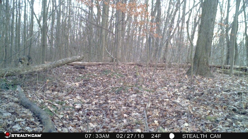 Raccoons at Fern Valley