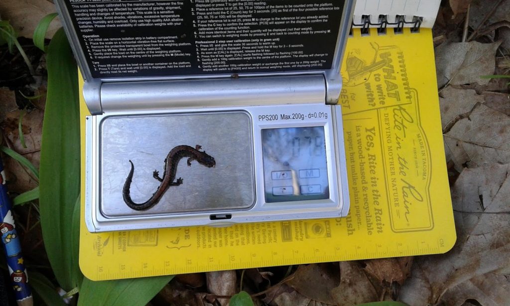 Red-backed salamander being weighed
