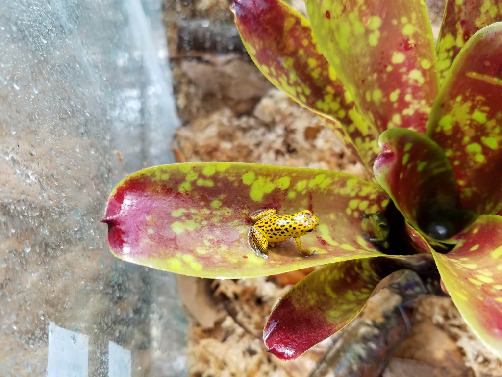 One of our Oophaga pumilio dart frogs on a bromeliad.