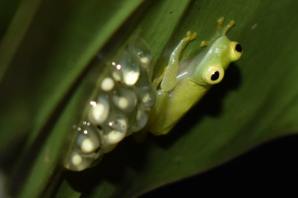 Tobago glass frog