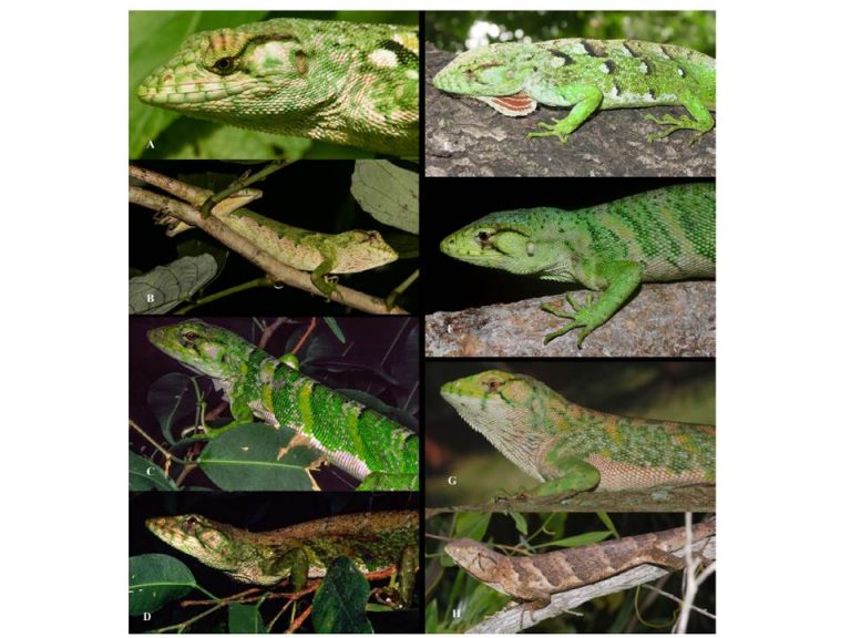 Joachim nerz dissertation picture